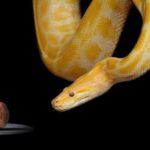 Токсичная красота: как работает змеиный яд в уходовой косметике