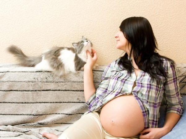 Опасны ли кошки беременным?