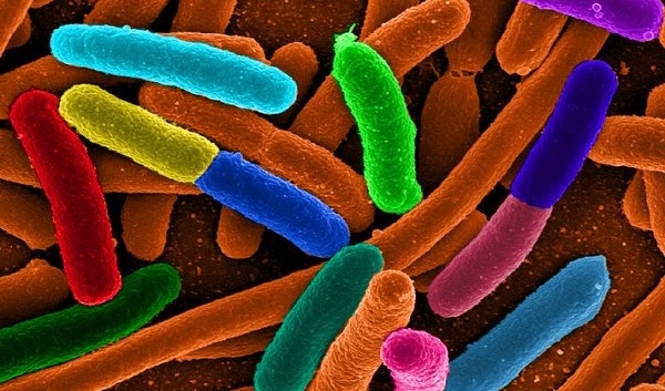 Что такое пребиотики и с чем их едят?